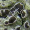 Byssoloma leucoblepharum